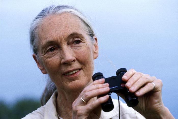  Jane Goodall Schimpanse im Naturverhalten