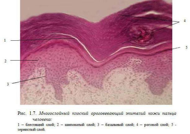 caratteristiche strutturali dei tessuti epiteliali