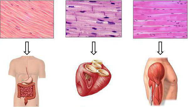 функција мишићног ткива