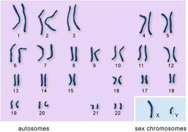 де знаходяться хромосоми у людини
