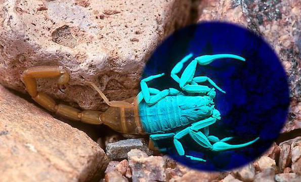 hvilken farve er blodet af skorpioner