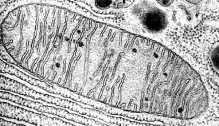 Lysosomen haben eine Funktion in der Zelle