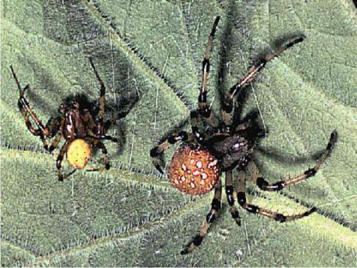 valeur dans les arachnides de la vie humaine