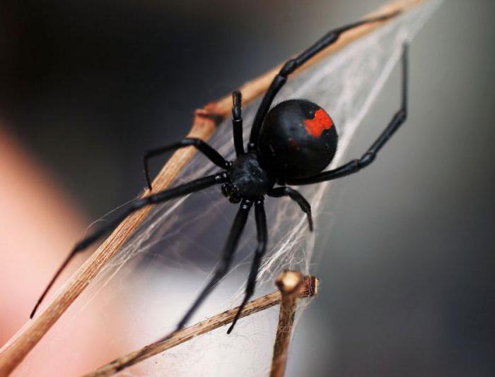 la signification des arachnides dans la nature et la vie humaine brièvement