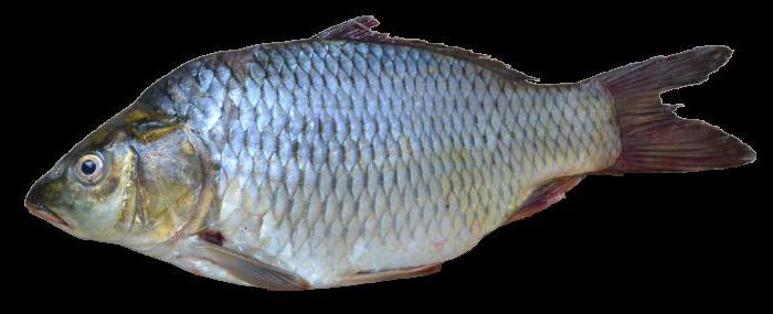 classification des poissons par habitat