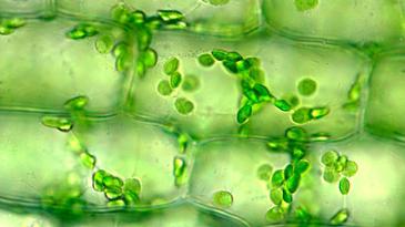 plant cells have 