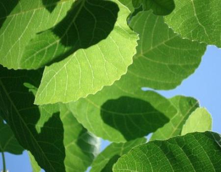 células de tejido vegetal 