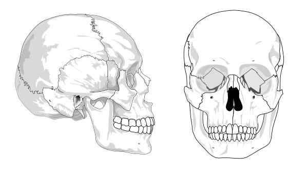 uparene kosti lubanje lica