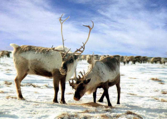 Ruská lesní tundra