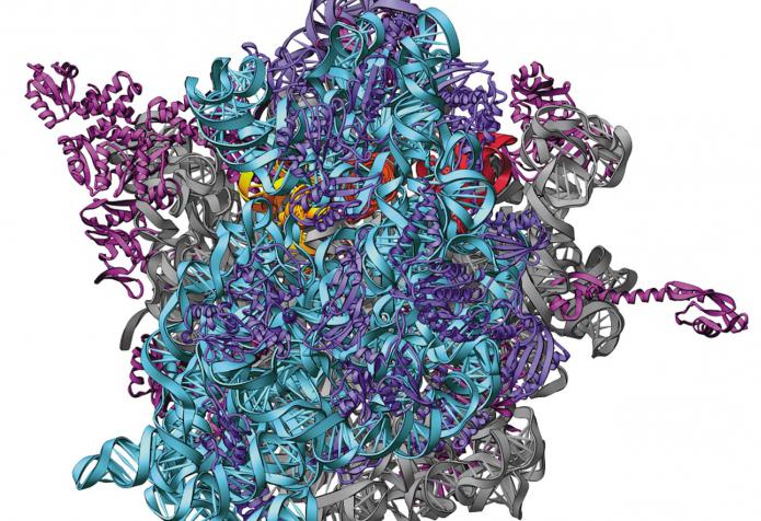 Hva er en proteinmonomer