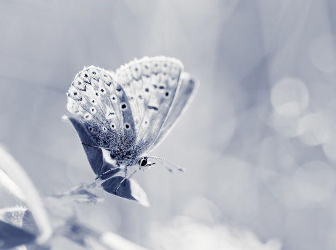 papillons en hiver