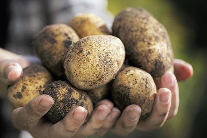 Bulvių auginimo tyrimų institutas