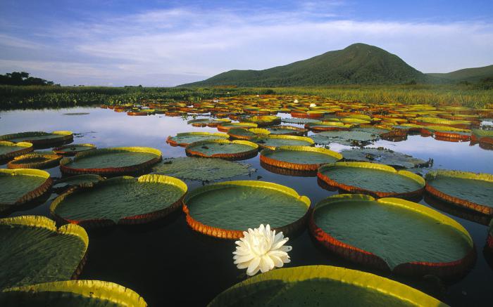 natura braziliei