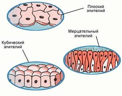 klassificering av epitelvävnader