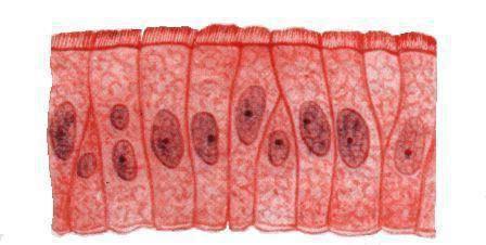 epithelial canal cells