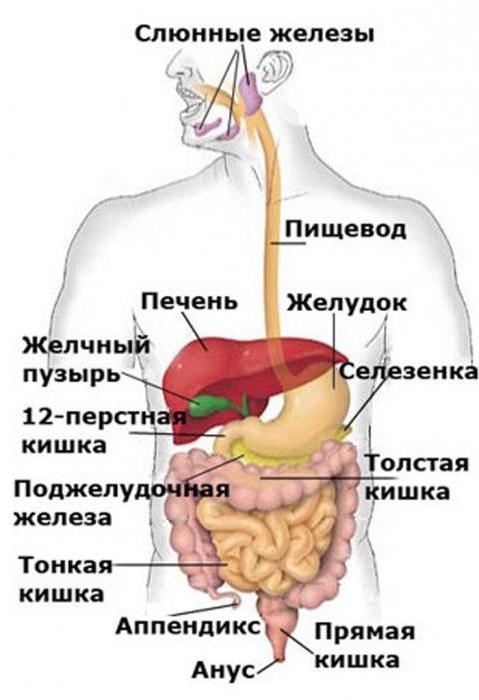funções do sistema digestivo humano