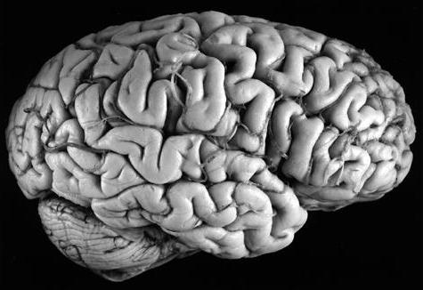 superficie mediale del cervello