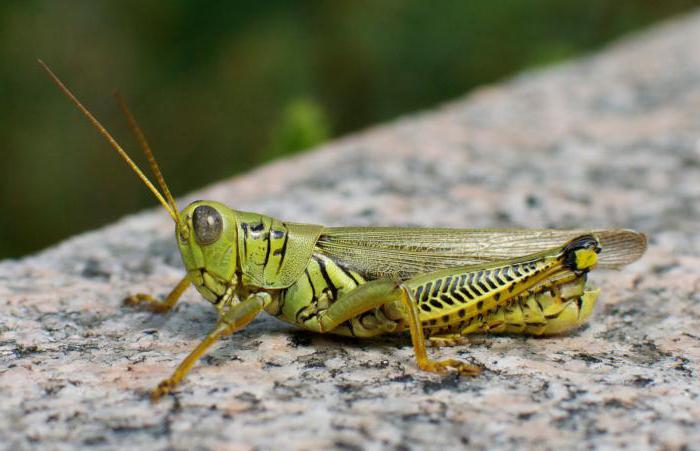 orthoptera насекоми