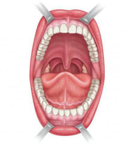 anatómia ústnej dutiny