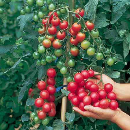 variétés de tomates sibériennes 