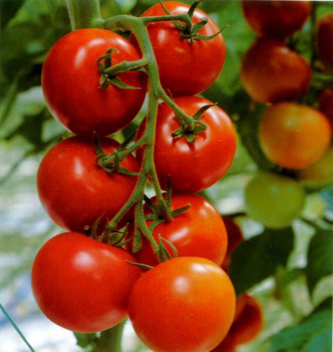 Tomates sélection sibérienne 