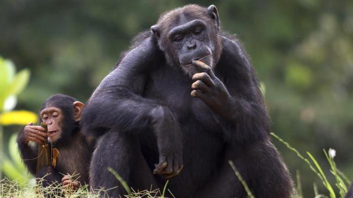 l'argomento del rapporto tra uomo e natura