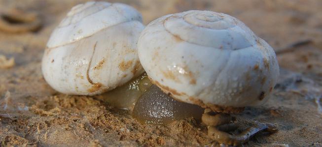 cos'è la ghiandola salivare nei molluschi?