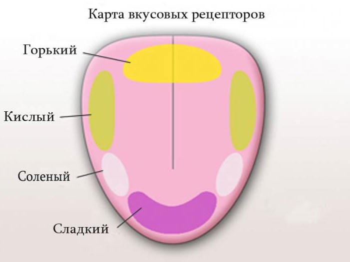 recettori olfattivi si trovano in