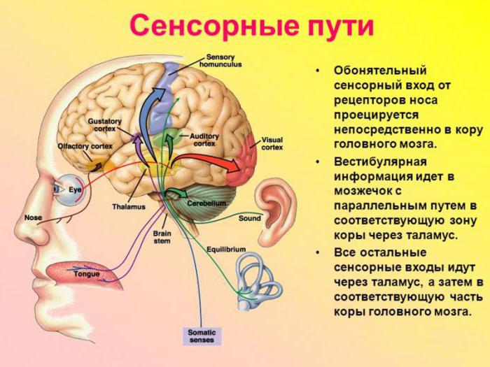 i recettori olfattivi percepiscono