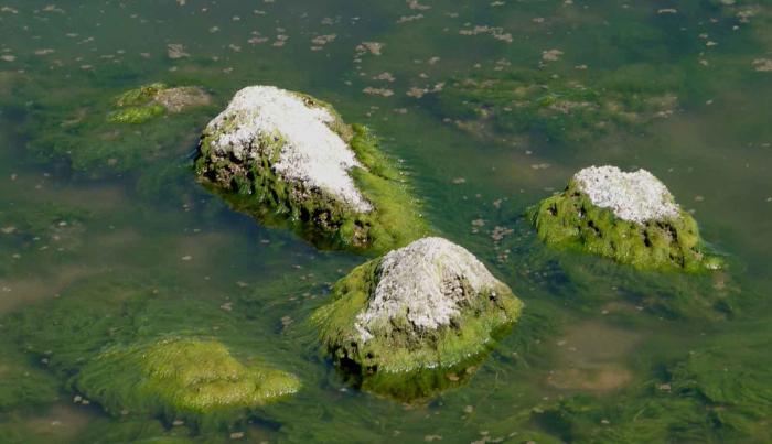 structure of algae