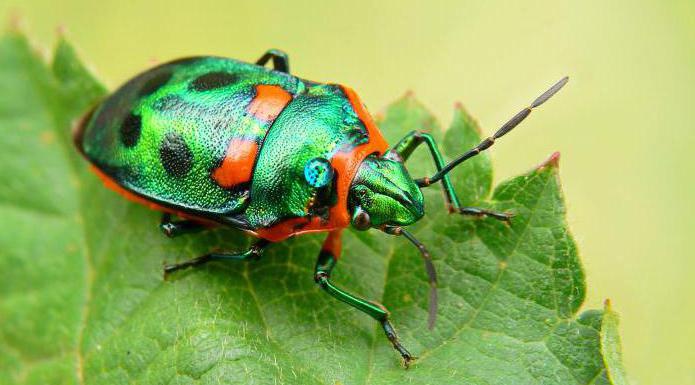 vigtighed i insektenes natur og menneskeliv