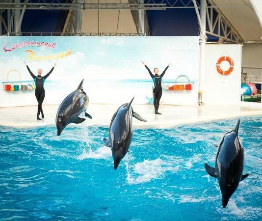 dolphinarium ตัวไหนดีกว่าในไครเมีย