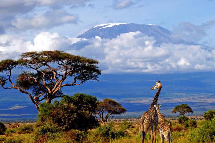 kilimandžáro afrika 