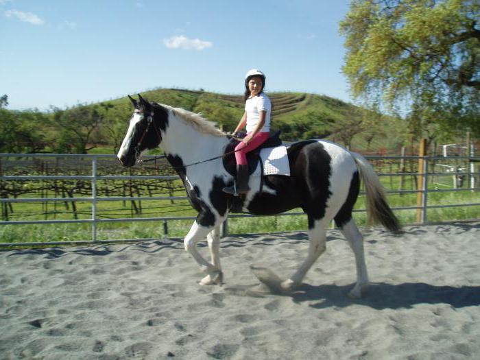 equestrian camp