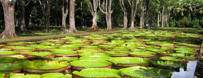 pamplemous botanische tuin 