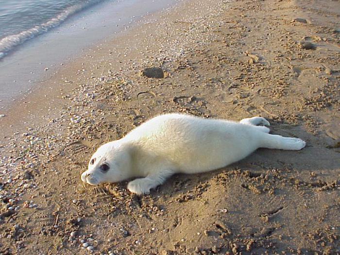 rusten op de Kaspische Zee in de regio Astrakhan