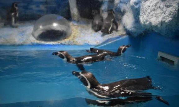 Penguinarium in Dzhubga atsauksmes