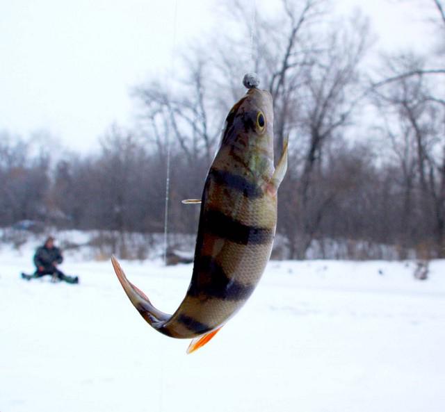 pêche hivernale sur le réservoir de Ruza 