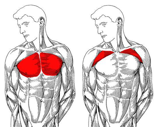 krūtinės raumenys vyrams