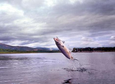 Halászati ​​visszhangjelző fénykép