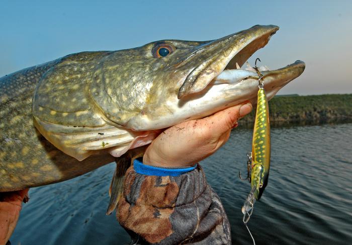 quand la morsure d'un prédateur du brochet commence au printemps