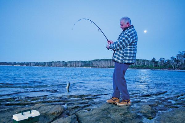 kutum ryby fotografie