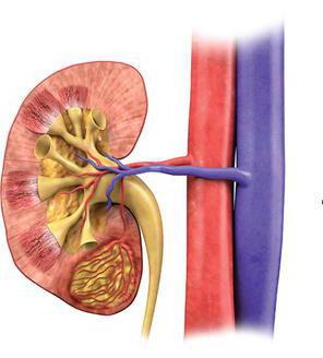 angiomiolipoma del rene trattamento e pericolo 