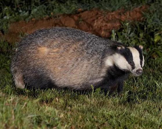 Badger fat is good and bad 