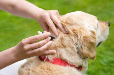 a remedy for fleas for dogs