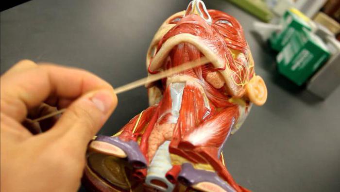 Oberkiefer Zungenmuskel