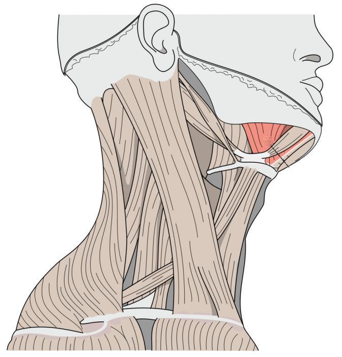 maxillary hyoid groove
