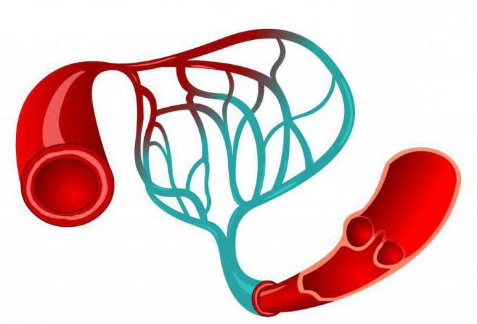 како се артерије разликују од вена