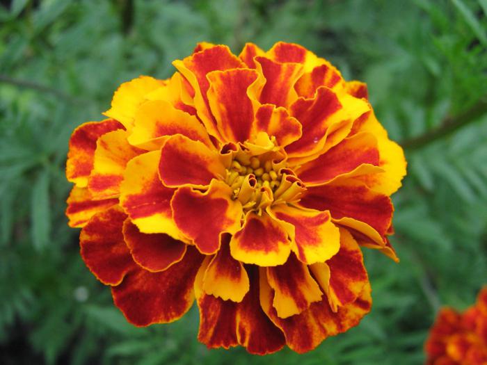 marigolds about medicinal properties and contraindications