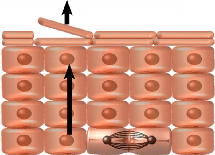 Structura epidermei